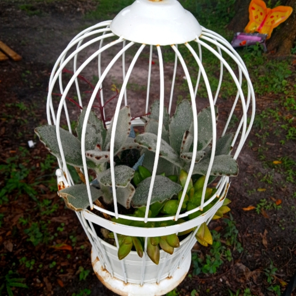Unique Bird Cage with open and close top with Succulents Grown inside.